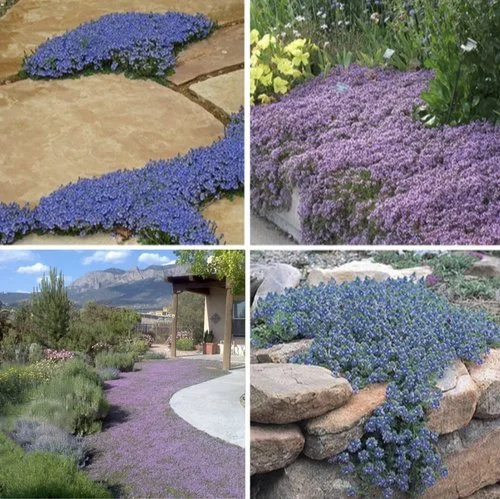 thyme+and+veronica.jpg