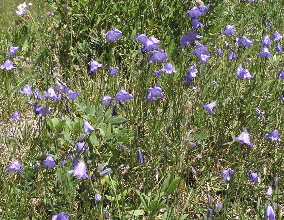 Harebells