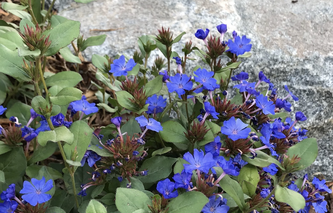 Plumbago