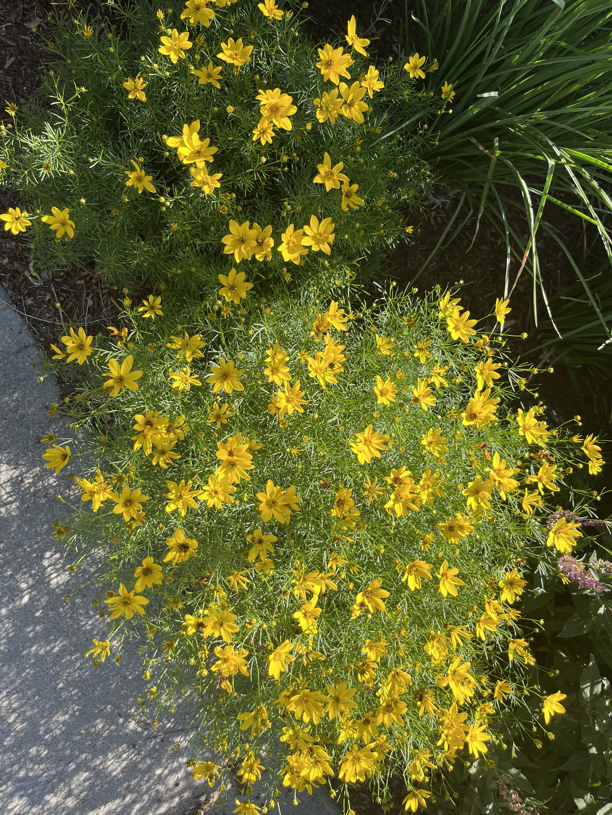 Coreopsis