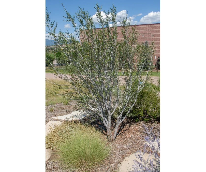 mountain mahogany Cercocarpus ledifolius.jpg