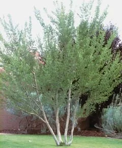 new mexican privet.jpg