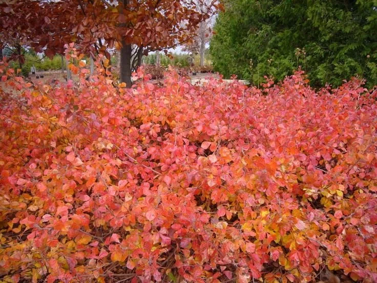 fragrant+sumac+fall.webp