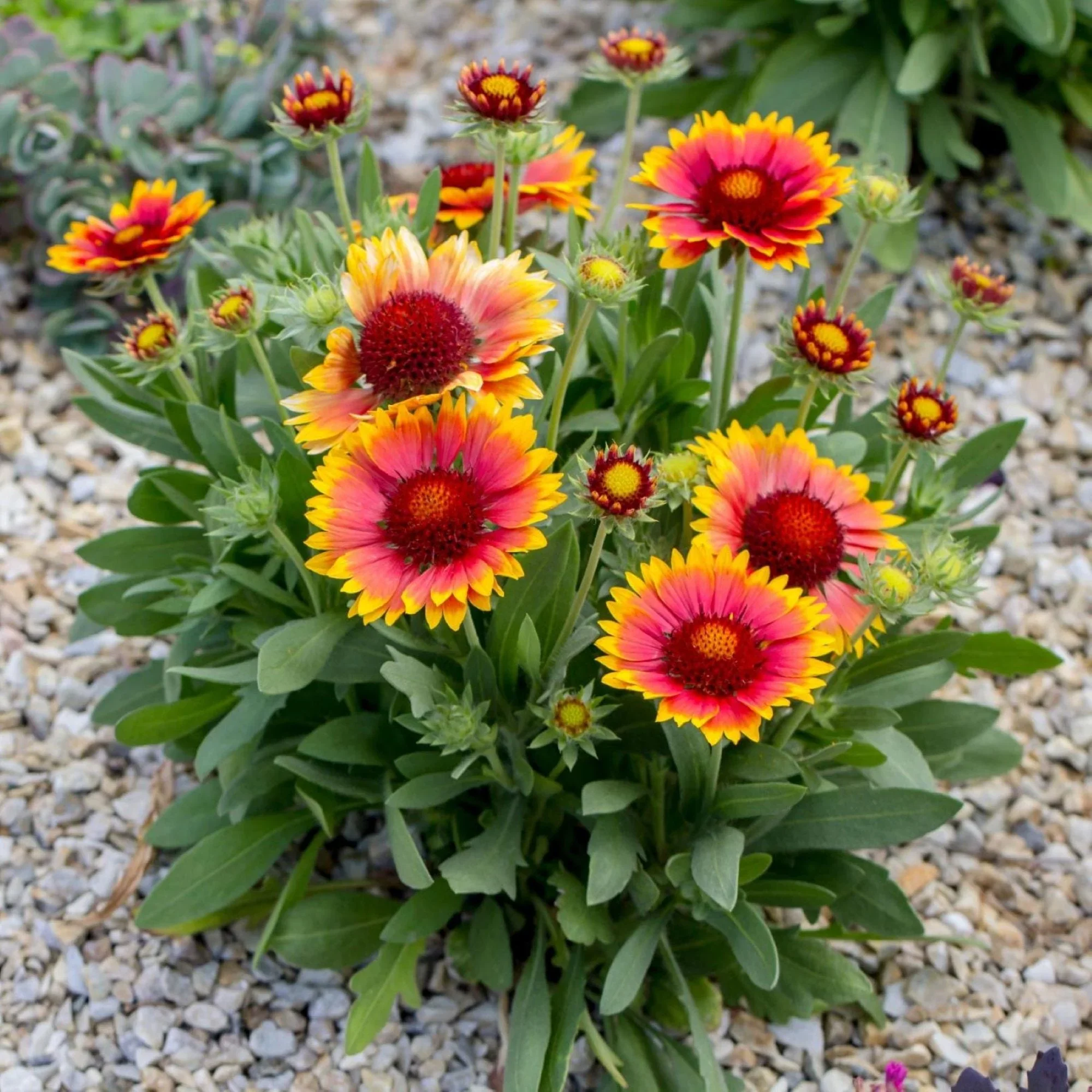 Gaillardia_Arizona_Sun_1107435773_SHUTsq.webp