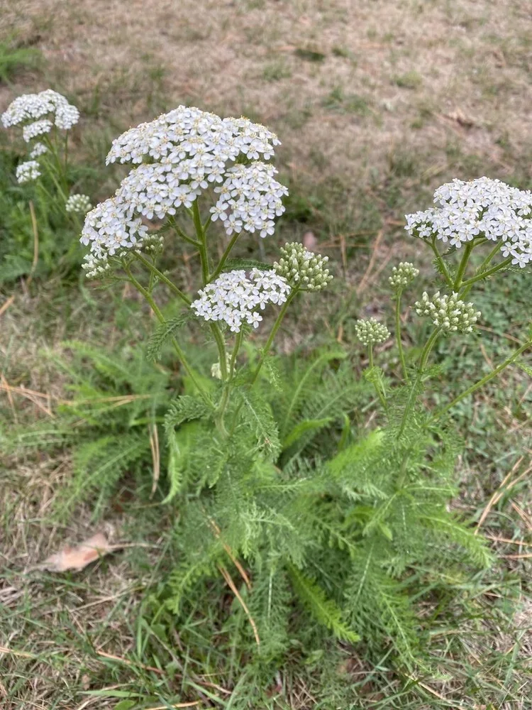 yarrow+white.webp
