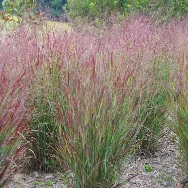 little+bluestem.webp