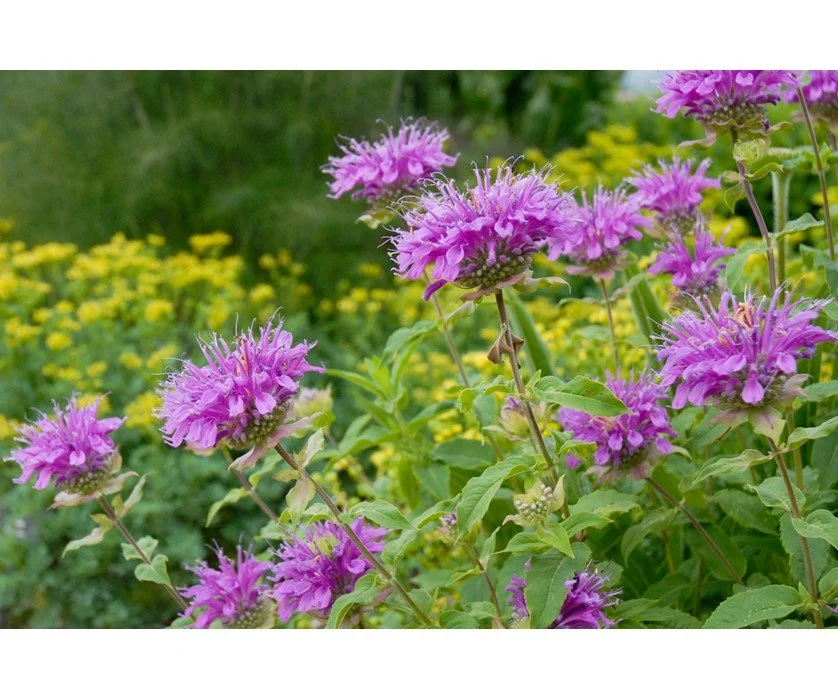 Monarda fistulosa (2).jpg