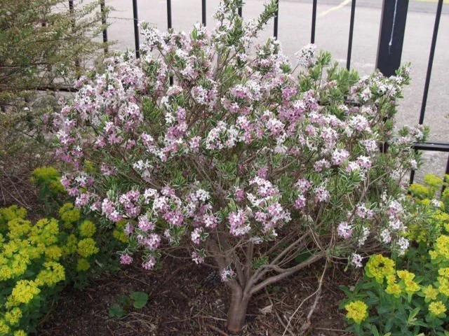 carol-mackie-daphne-shrub.webp