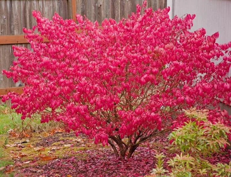 Euonymus-alatus-Burning-Bush.jpg