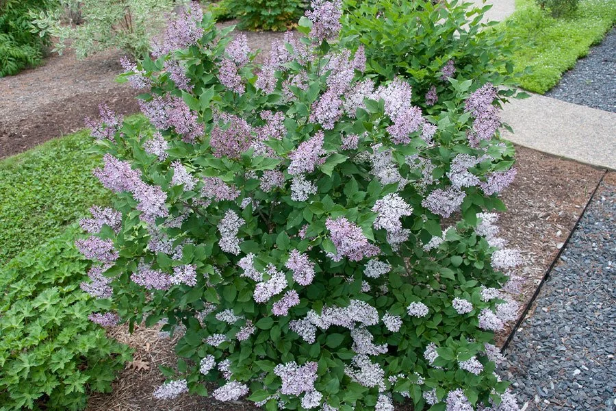 miss-kim-lilac-syringa-patula-ftimg.jpg