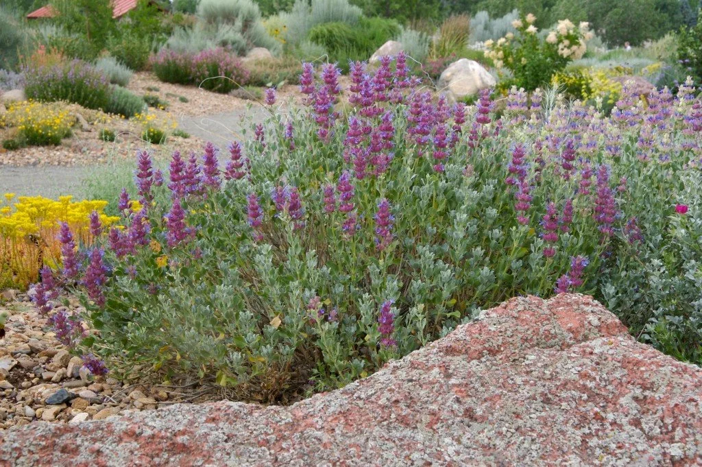 mojave sage.jpg