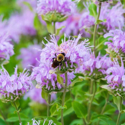 monarda_fistulosa-wild_bergamot-bee_balm-bee.webp
