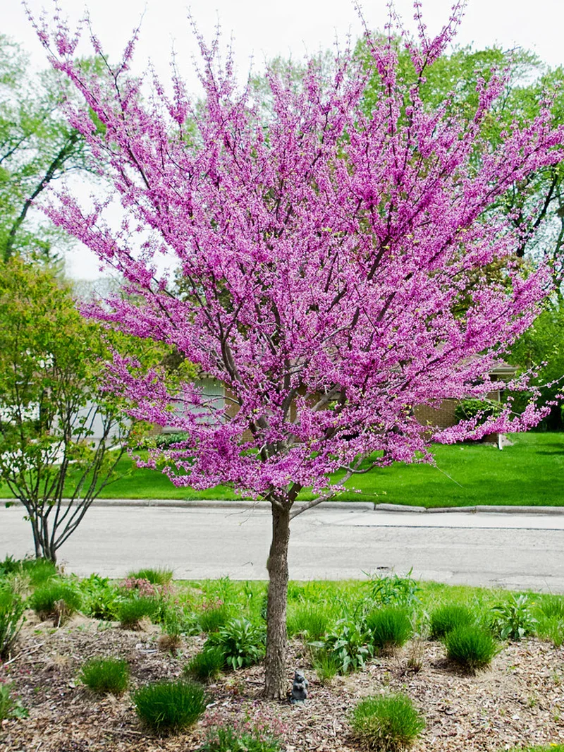Redbud_Eastern_Tree_2.webp