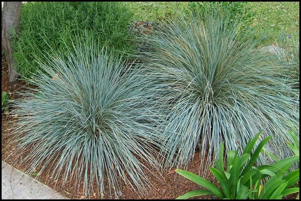 Blue+Oat+Grass.webp