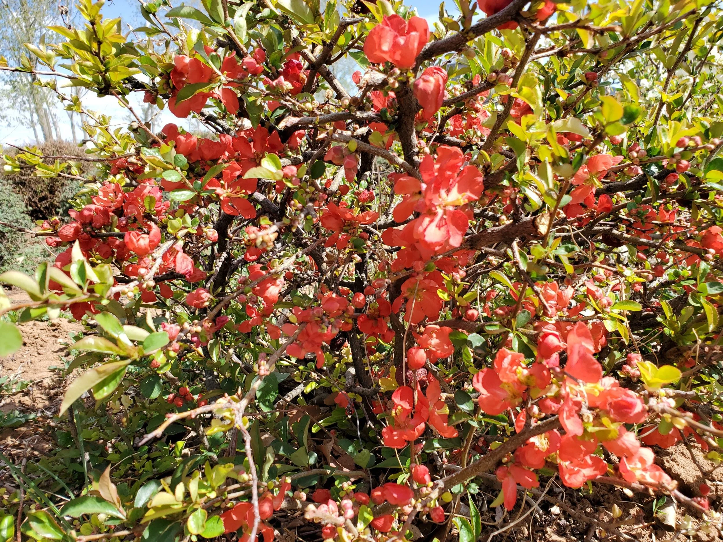 Chaenomeles_Texas-Scarlet-Sptifire_flowers-scaled.jpg