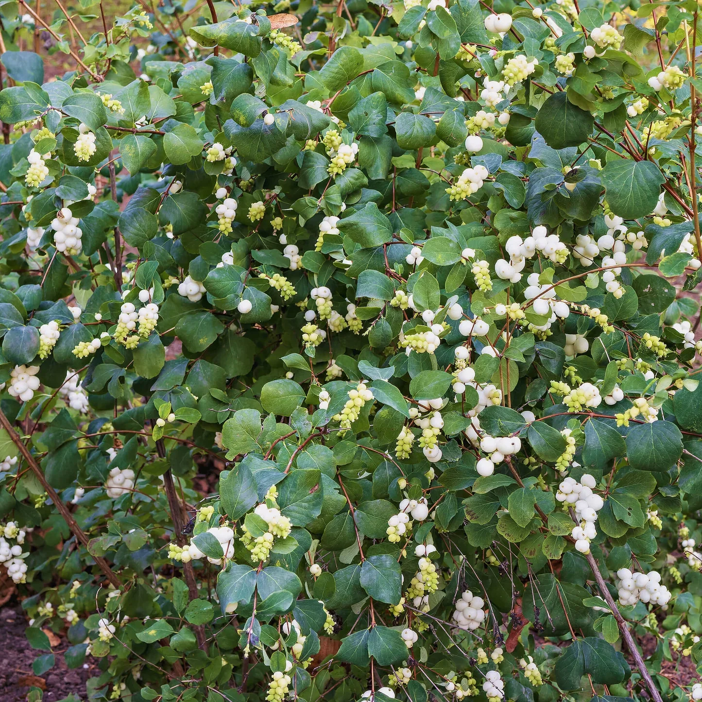 symphoricarpos-albus snowberry.webp
