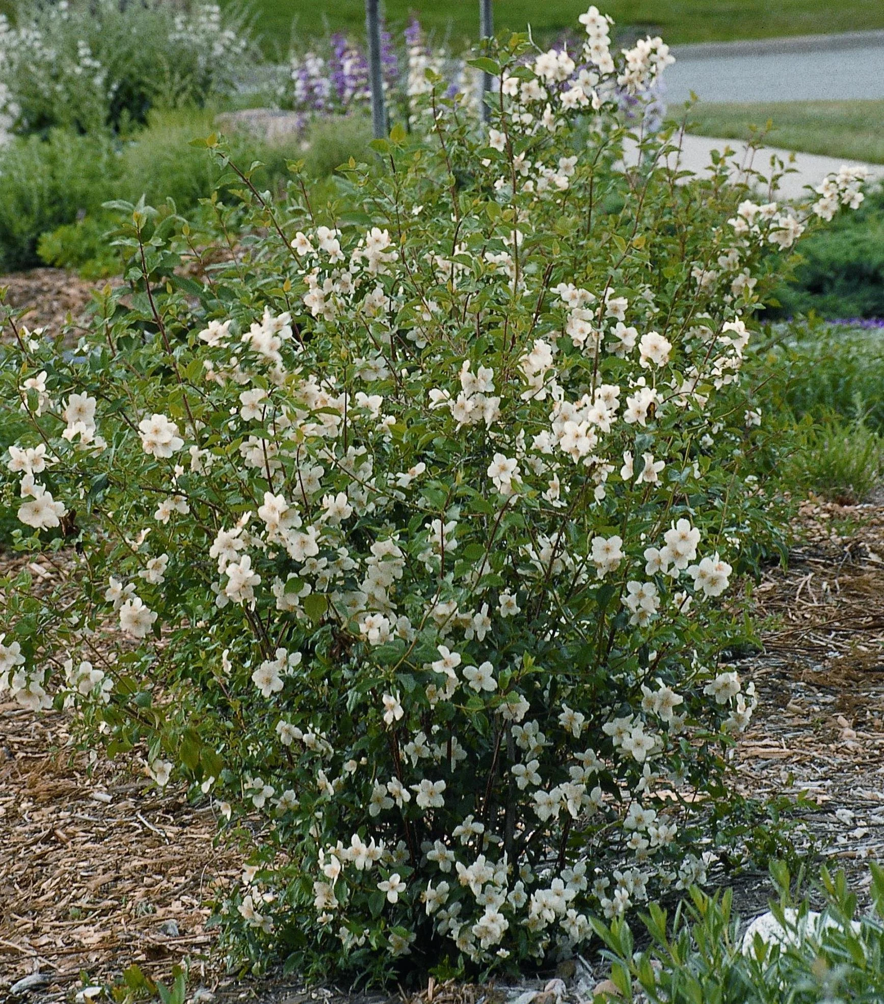 ock orange little leaf Philadelphus-lewisii.jpg