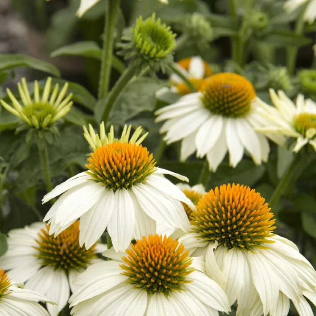 echinacea_powwow_white.jpg
