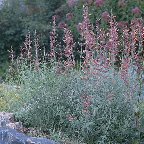 agastach sunset hyssop.jpg