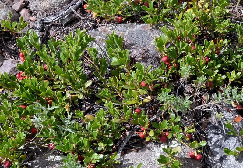 Kinnikinnick (bearberry), ground cover