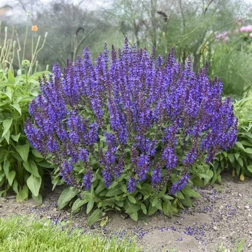 Salvia (may knight)