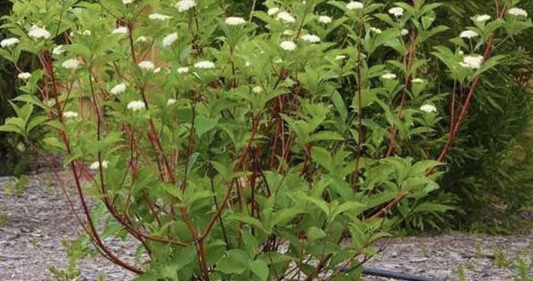 Red Twig Dogwood (baileys)