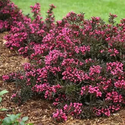 Weigela (spilled wine)