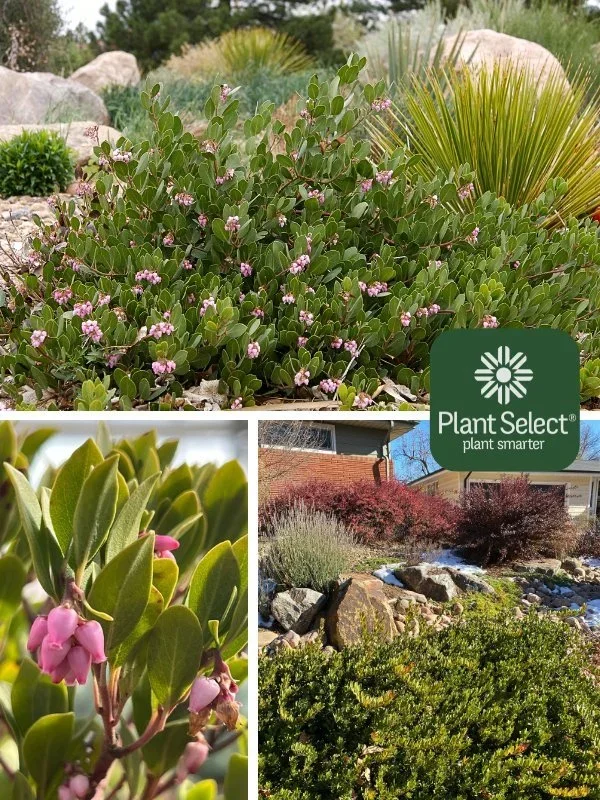 Manzanita (panchito)