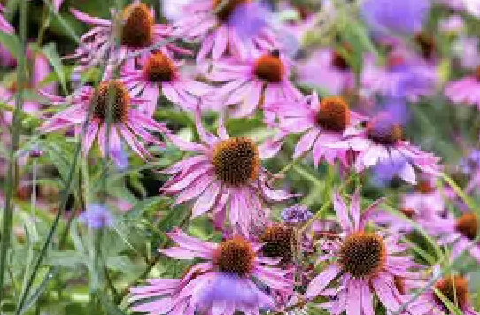 Echinacea, dusky pink