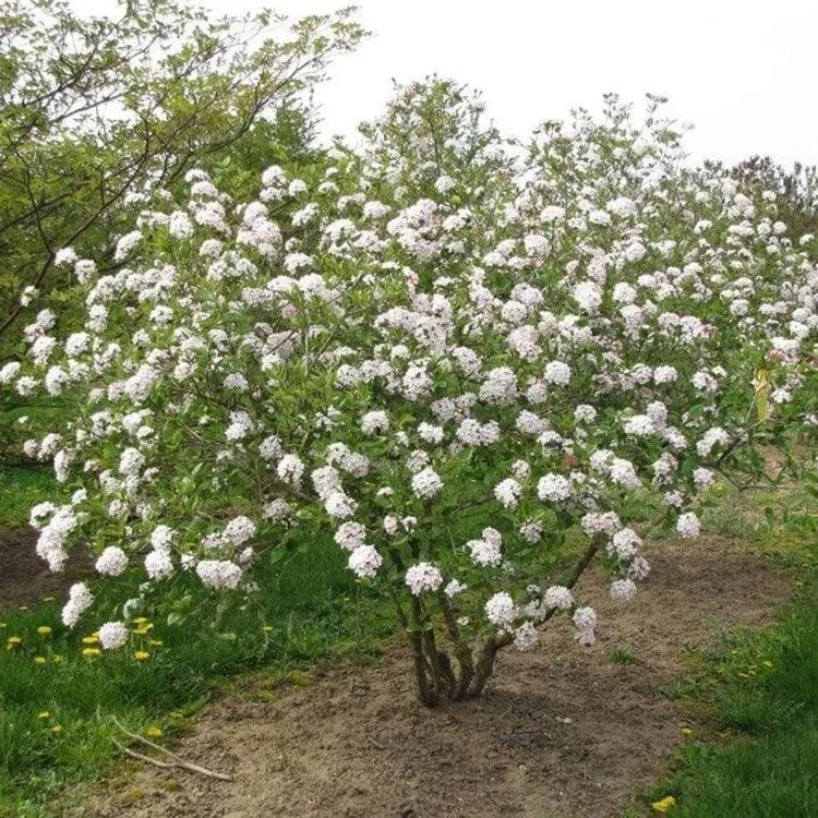 Viburnum (korean spice)