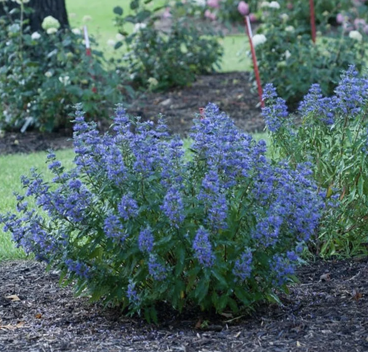 Spirea (blue mist or dark knight)