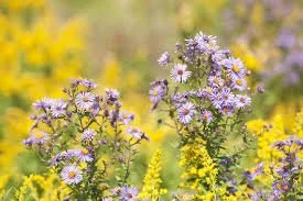 Asters, autumn bloom