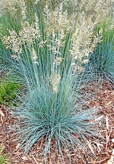 Blue Aveena Oat Grass