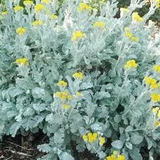 Partridge Feather, ground cover