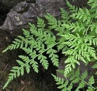 Reeve's Brittle Fern, hardy colorado 