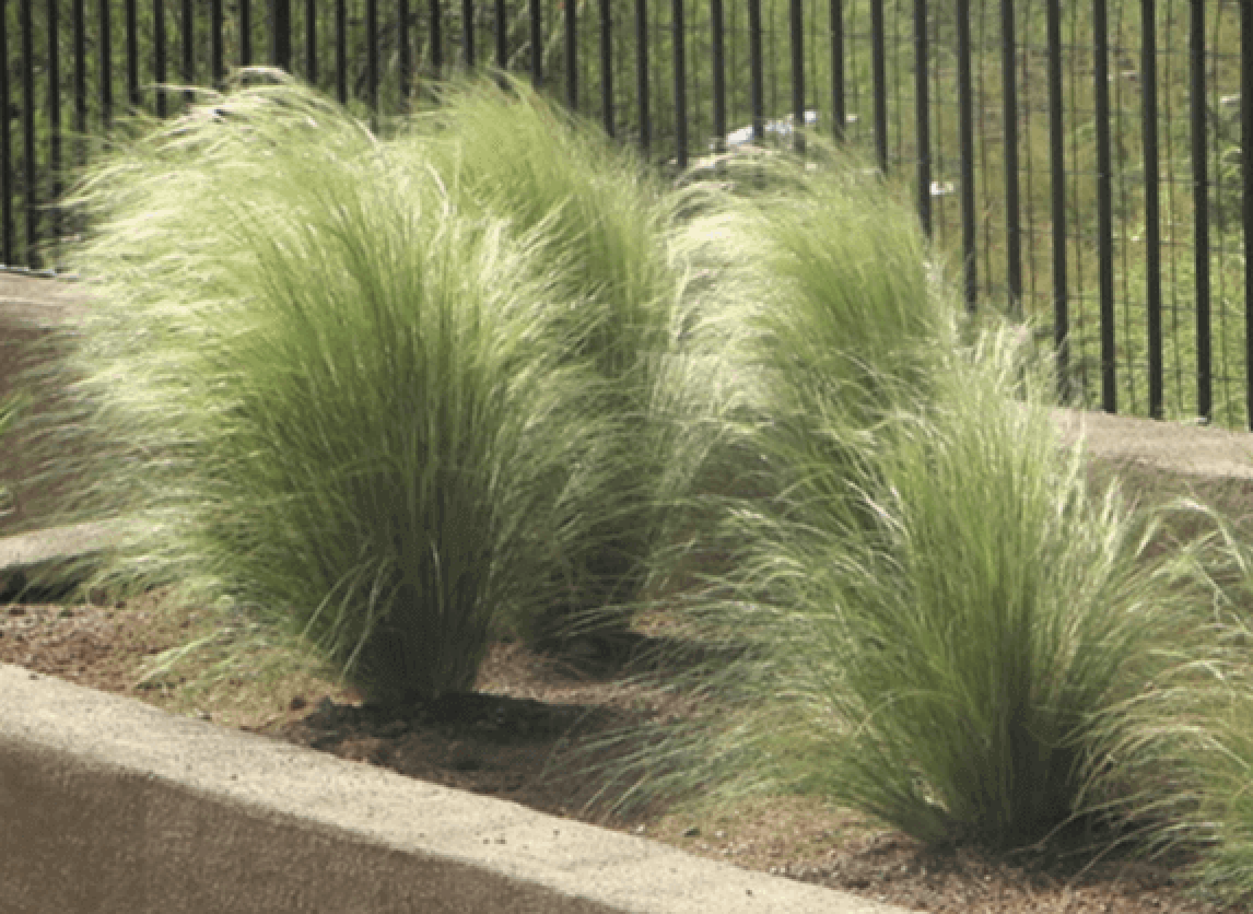 Mexican Feather Grass