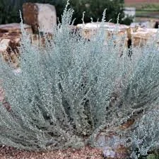 Fringed Sage