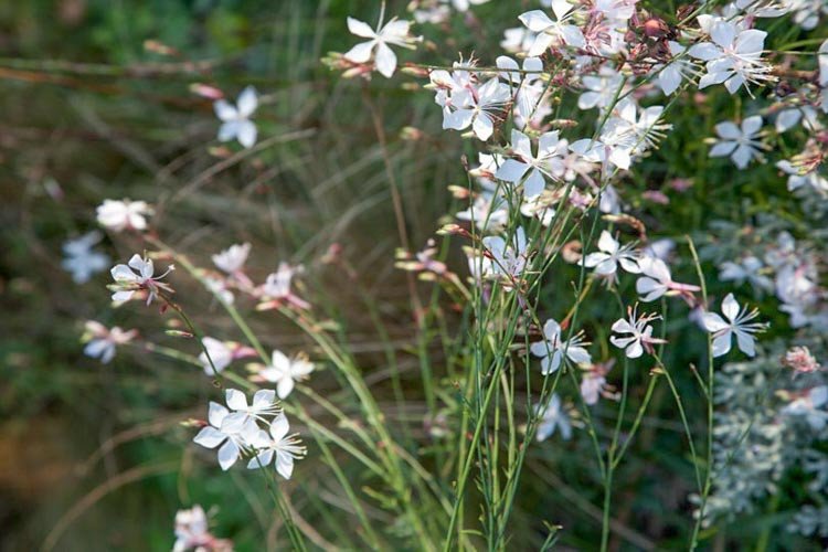 Gaura (whirling butterflies)