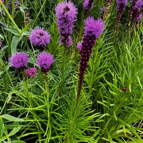 Liatris (blazing star)