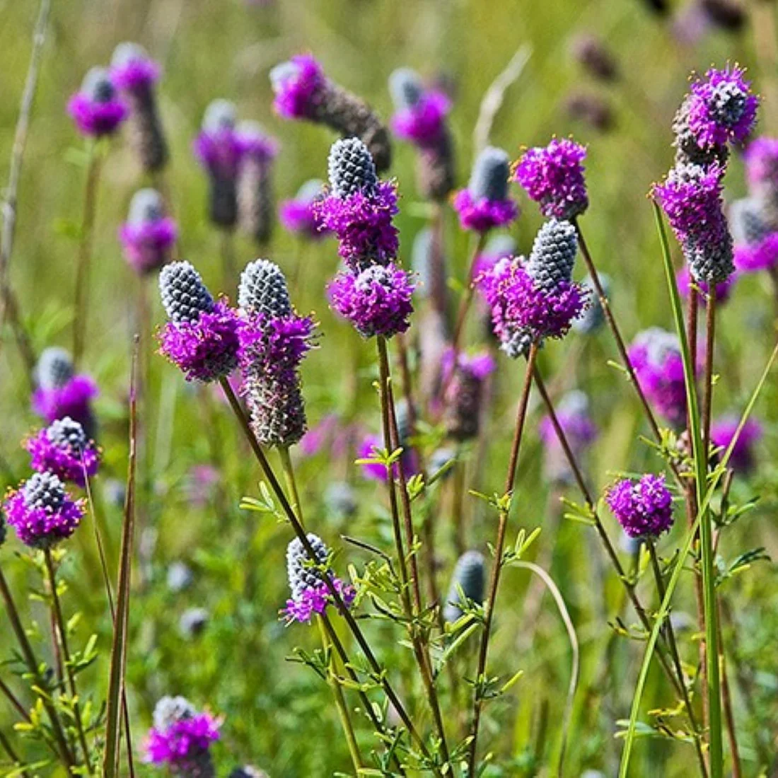Purple Prairie Clover