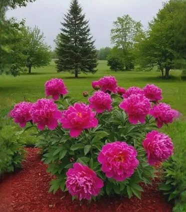 Peony