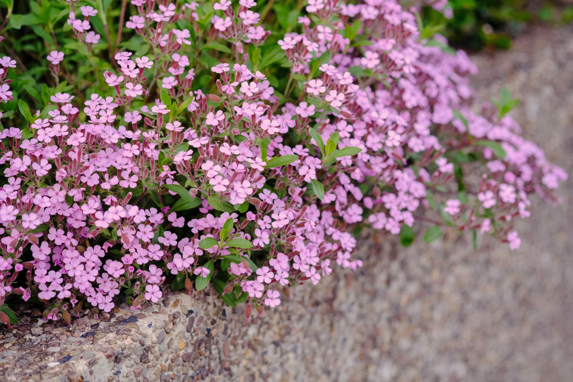 Soapwort