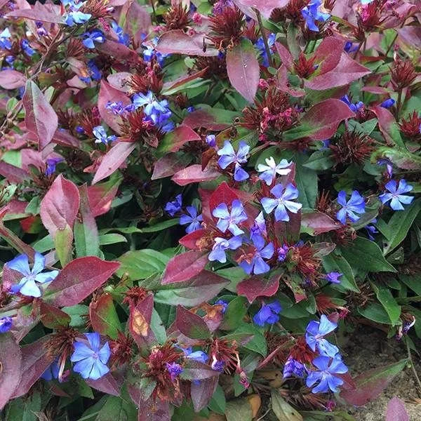 Plumbago, ground cover