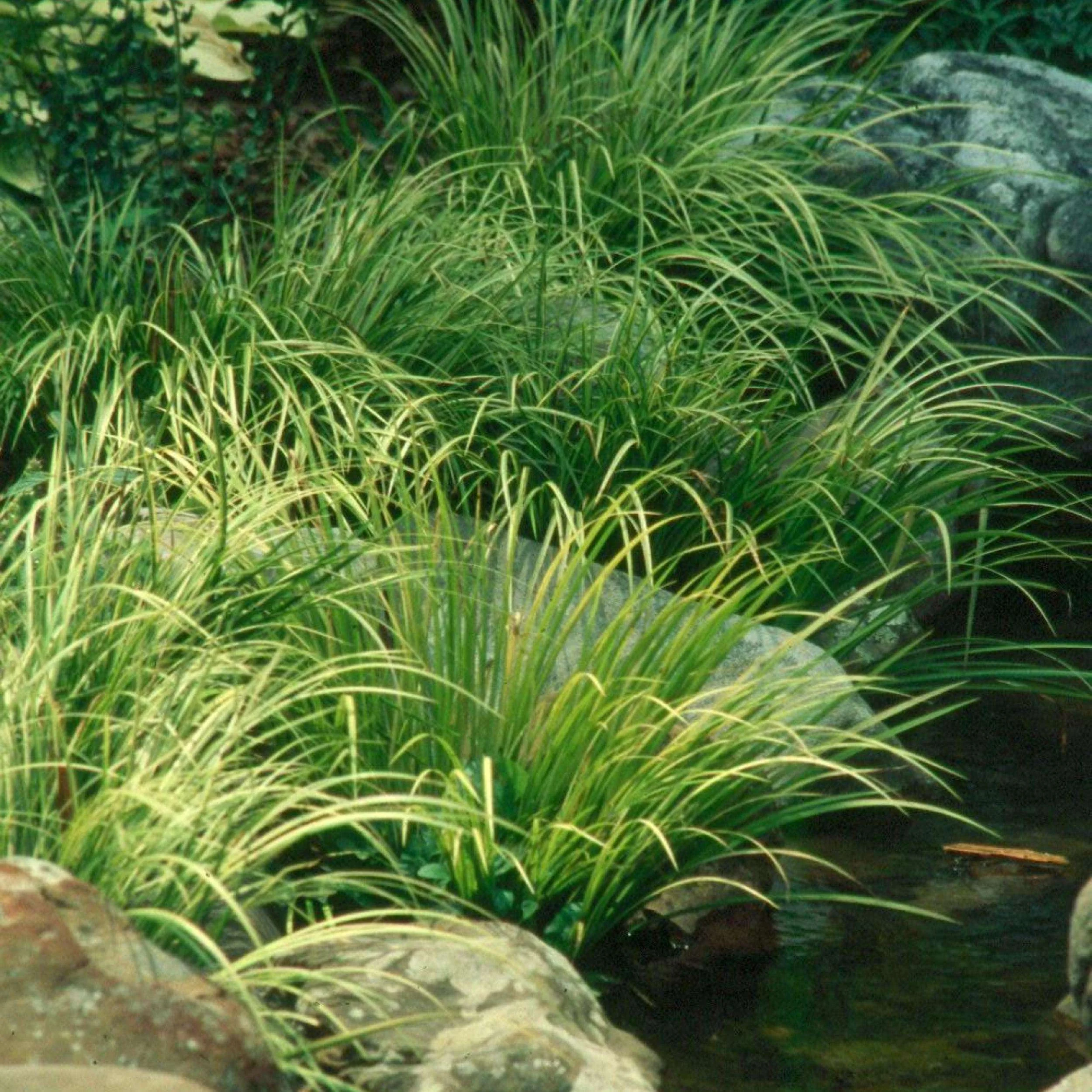 Sweet Flag Grass, for pond edges and wetter soil