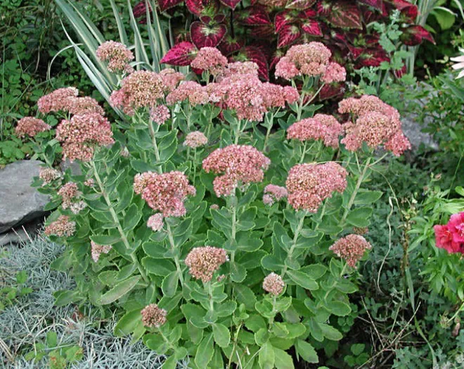 Sedum, upright (autumn joy)