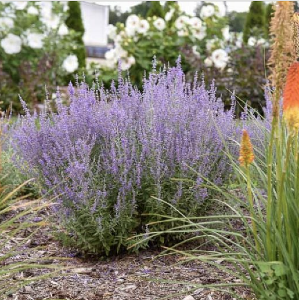Russian Sage