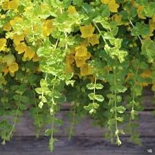 Moneywort, aka creeping Jenny - for planters too