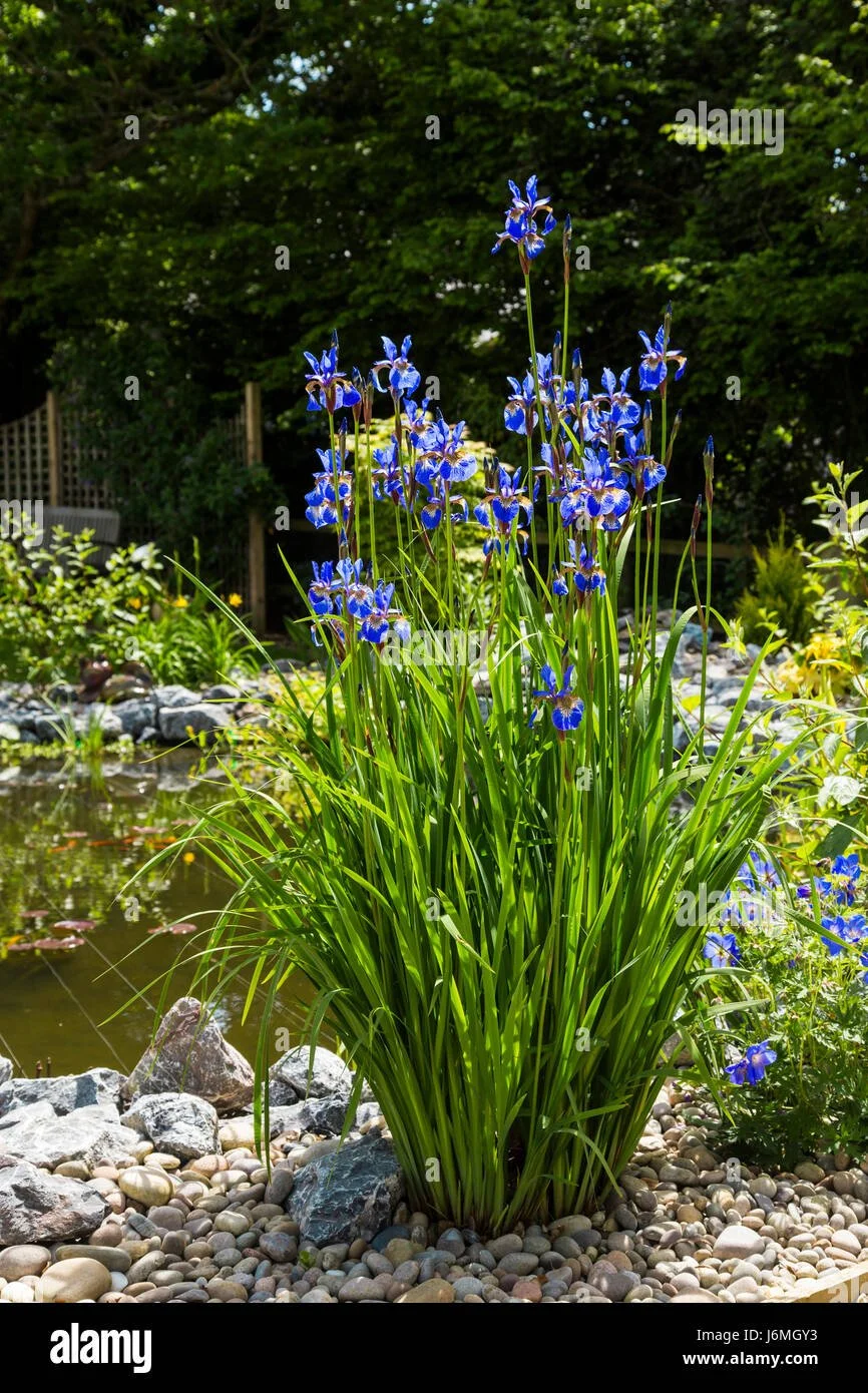 Siberian Iris