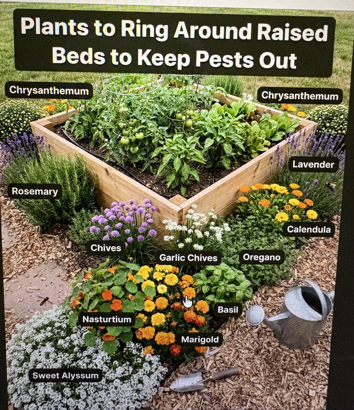 MIX of pest repellant blooms for raised veggie bed planting