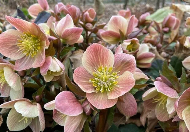 Hellebore